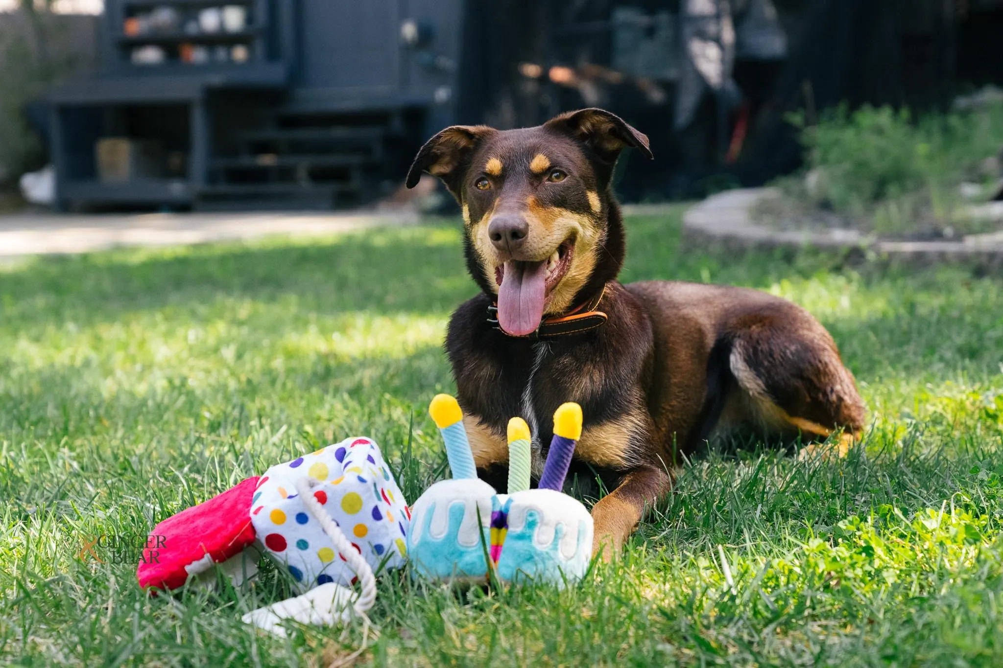 P.L.A.Y. MINI Party Time Plush Dog toys, Bundle (mini sized)