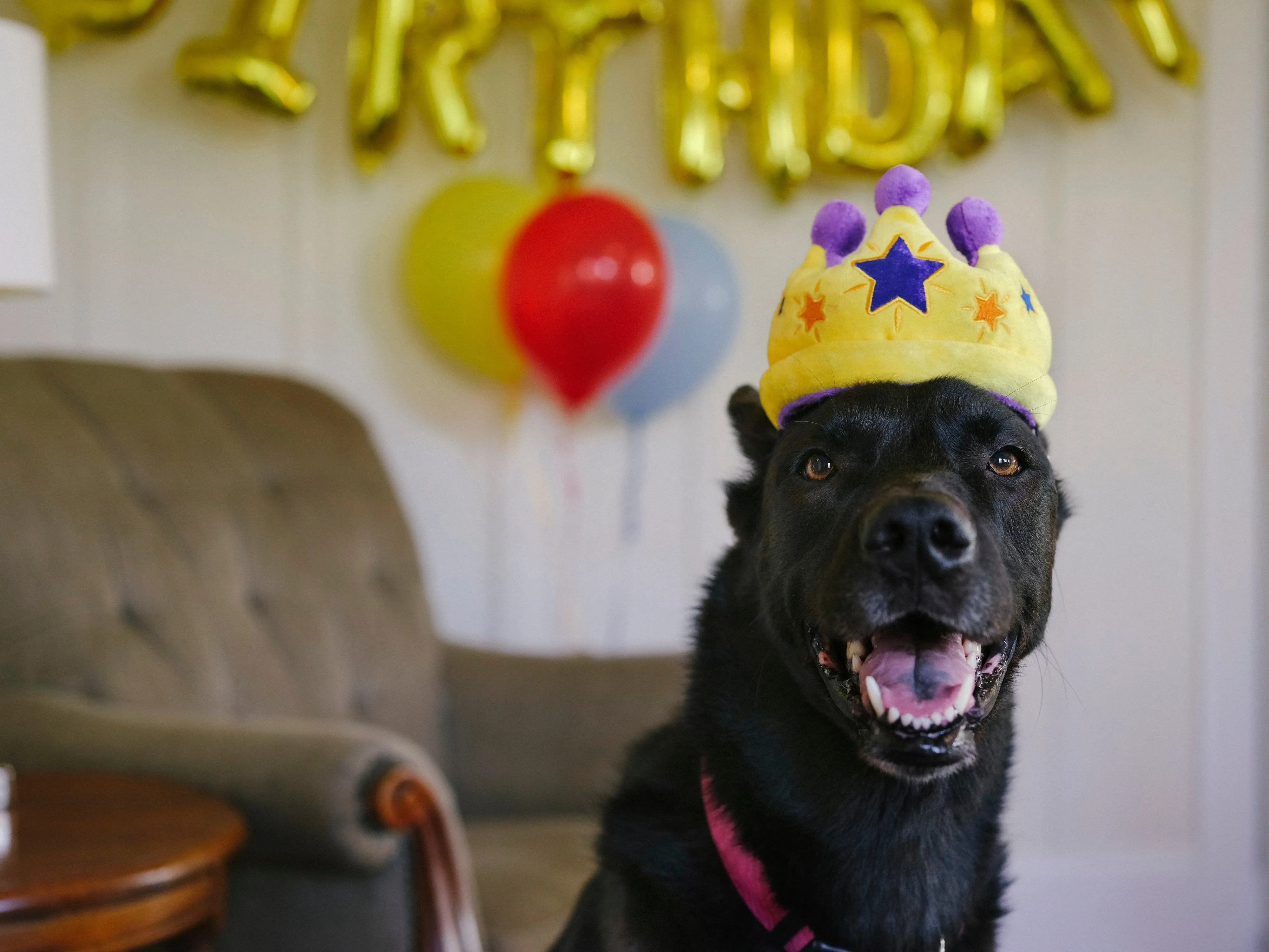 P.L.A.Y. Party Time Plush Dog toys, Canine Crown