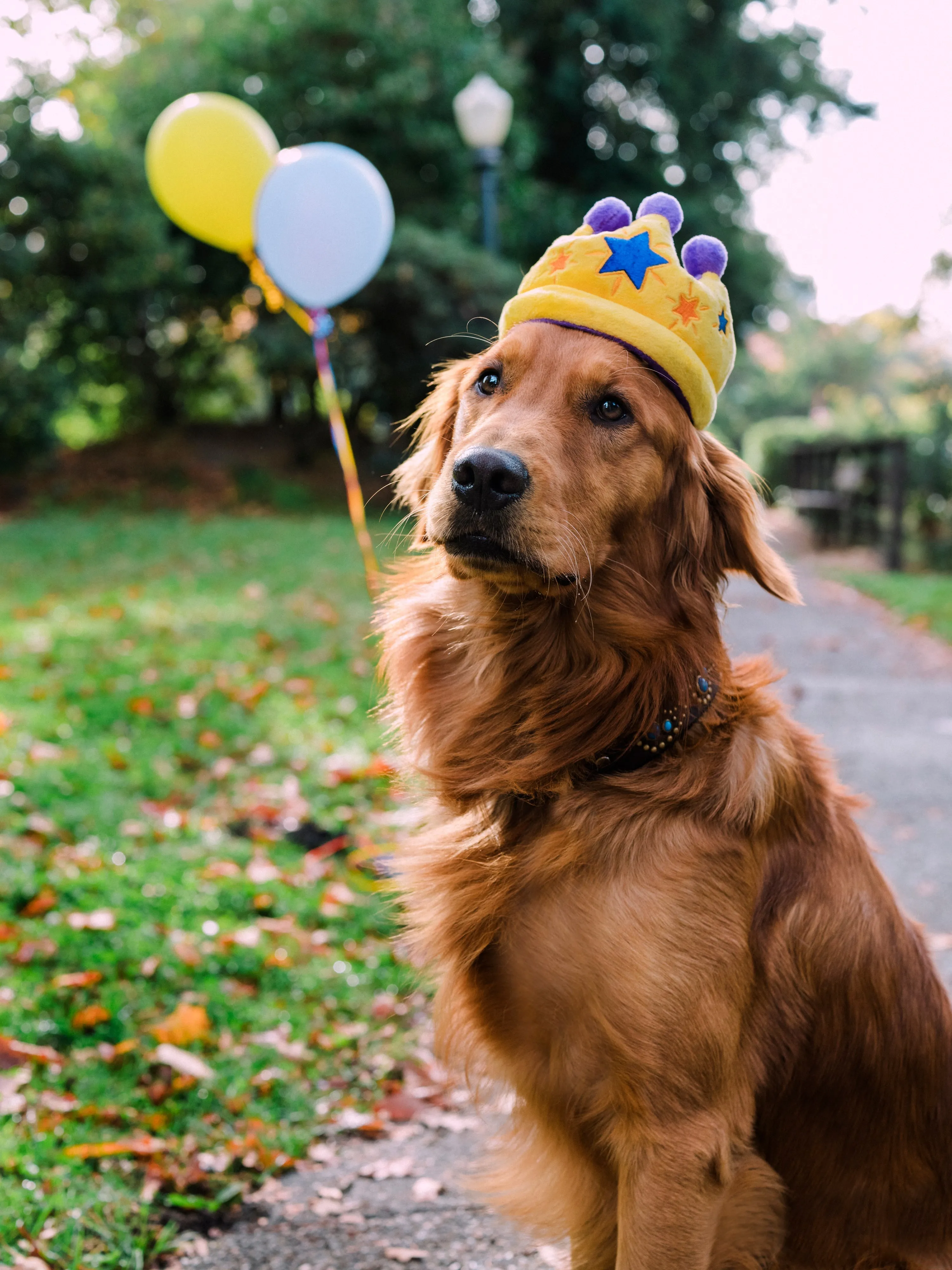 P.L.A.Y. Party Time Plush Dog toys, Canine Crown