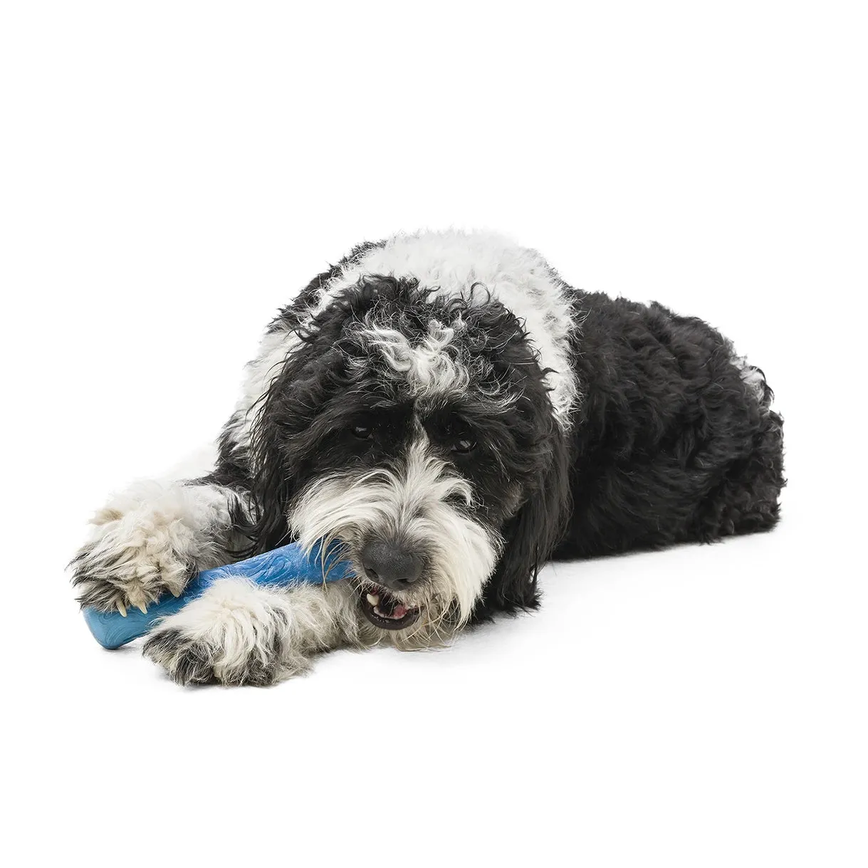 West Paw Seaflex Recycled Plastic Fetch Dog Toy - Drifty